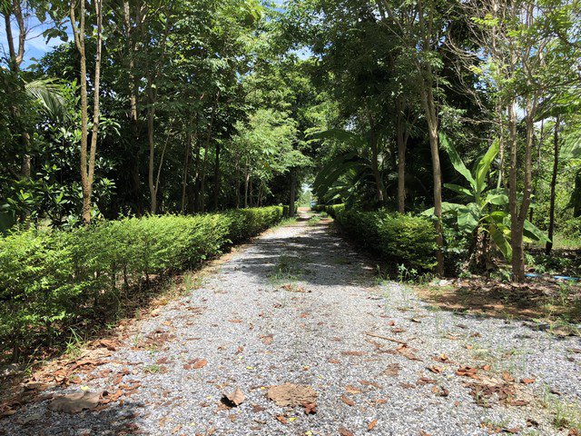 ขาย-ที่ดิน-ริมแม่น้ำท่าจีน-เดิมบางนางบวช-5ไร่1งาน75-ตรวที่ถมแล้วสวยมาก-พร้อมเขื่อนและพืชผล