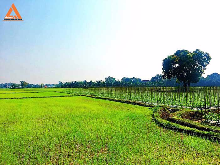 ขายที่ดิน-หลังปั๊มน้ำมัน-ปตท-น้ำแพร่-เส้นคันคลอง-เชียงใหม่