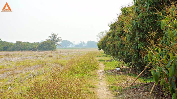 ขายที่นา-พร้อมสวนลำไย-ตำบลบ้านแหวน-อำเภอหางดง-เชียงใหม่