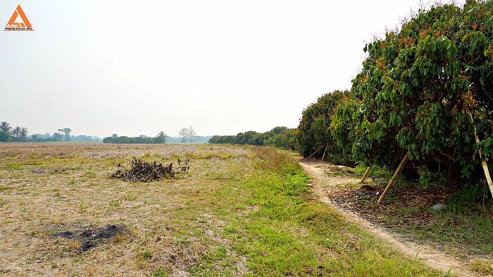 ขายที่นา-พร้อมสวนลำไย-ตำบลบ้านแหวน-อำเภอหางดง-เชียงใหม่