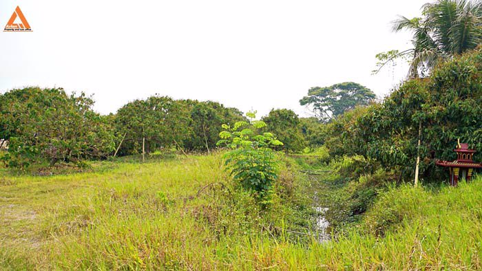 ขายที่นา-พร้อมสวนลำไย-ตำบลบ้านแหวน-อำเภอหางดง-เชียงใหม่