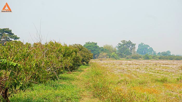 ขายที่นา-พร้อมสวนลำไย-ตำบลบ้านแหวน-อำเภอหางดง-เชียงใหม่