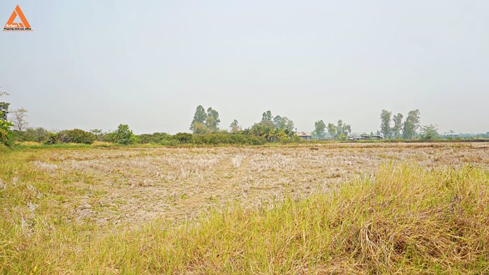 ขายที่นา-พร้อมสวนลำไย-ตำบลบ้านแหวน-อำเภอหางดง-เชียงใหม่