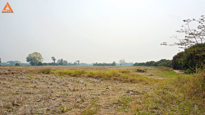 ขายที่นา-พร้อมสวนลำไย-ตำบลบ้านแหวน-อำเภอหางดง-เชียงใหม่