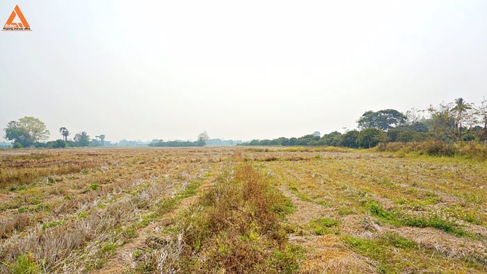 ขายที่นา-พร้อมสวนลำไย-ตำบลบ้านแหวน-อำเภอหางดง-เชียงใหม่