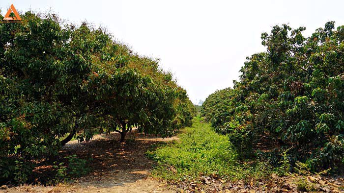 ขายที่ดินสวนลำไย-ตำบลสบแม่ข่า-หางดง-เชียงใหม่-ใกล้กับบ้านแหวน