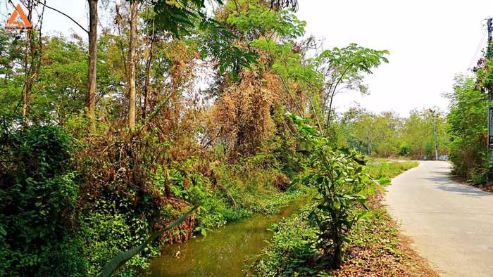 ขายที่ดินสวนลำไย-ตำบลสบแม่ข่า-หางดง-เชียงใหม่-ใกล้กับบ้านแหวน