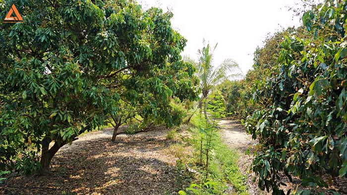 ขายที่ดินสวนลำไย-ตำบลสบแม่ข่า-หางดง-เชียงใหม่-ใกล้กับบ้านแหวน