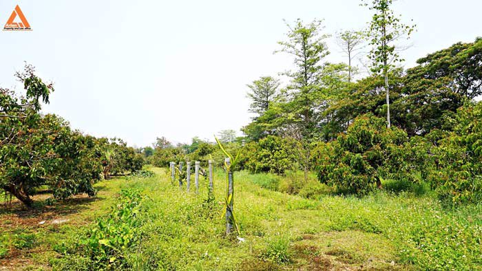 ขายที่ดินสวนลำไย-ตำบลสบแม่ข่า-หางดง-เชียงใหม่-ใกล้กับบ้านแหวน