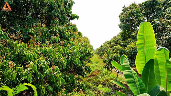 ขายที่ดินสวนลำไย-ตำบลสบแม่ข่า-หางดง-เชียงใหม่-ใกล้กับบ้านแหวน