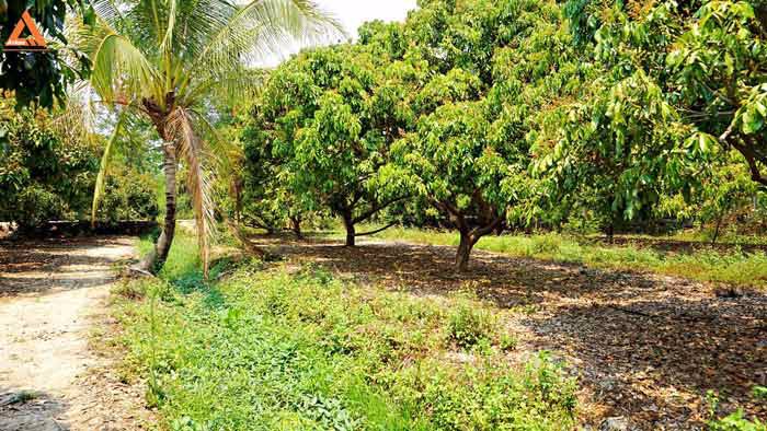 ขายที่ดินสวนลำไย-ตำบลสบแม่ข่า-หางดง-เชียงใหม่-ใกล้กับบ้านแหวน