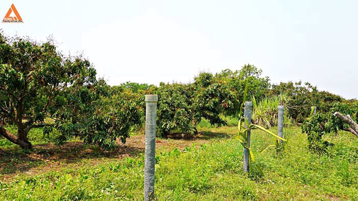 ขายที่ดินสวนลำไย-ตำบลสบแม่ข่า-หางดง-เชียงใหม่-ใกล้กับบ้านแหวน