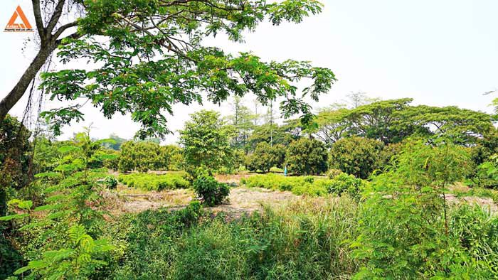 ขายที่ดินสวนลำไย-ตำบลสบแม่ข่า-หางดง-เชียงใหม่-ใกล้กับบ้านแหวน