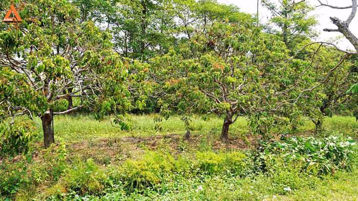ขายที่ดินสวนลำไย-ตำบลสบแม่ข่า-หางดง-เชียงใหม่-ใกล้กับบ้านแหวน