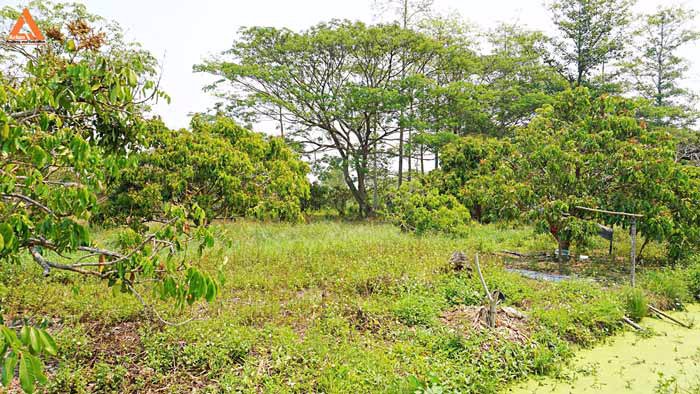 ขายที่ดินสวนลำไย-ตำบลสบแม่ข่า-หางดง-เชียงใหม่-ใกล้กับบ้านแหวน