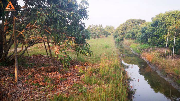 ขายที่ดินสวนลำใย-แม่กุ้งหลวง-ทุ่งต้อม-สันป่าตอง-เชียงใหม่-ใกล้แหล่งชุมชน