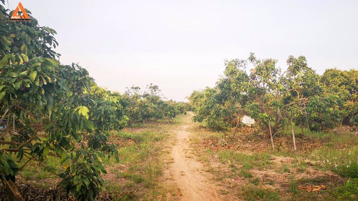 ขายที่ดินสวนลำใย-แม่กุ้งหลวง-ทุ่งต้อม-สันป่าตอง-เชียงใหม่-ใกล้แหล่งชุมชน