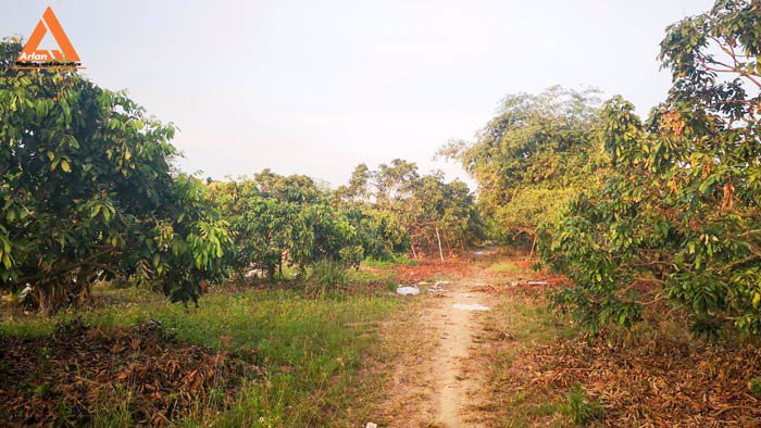 ขายที่ดินสวนลำใย-แม่กุ้งหลวง-ทุ่งต้อม-สันป่าตอง-เชียงใหม่-ใกล้แหล่งชุมชน