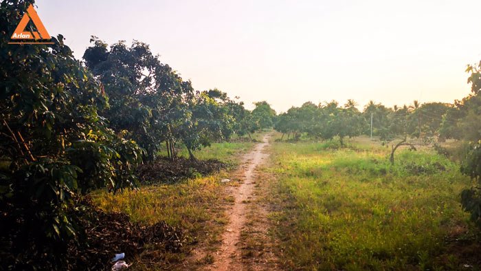 ขายที่ดินสวนลำใย-แม่กุ้งหลวง-ทุ่งต้อม-สันป่าตอง-เชียงใหม่-ใกล้แหล่งชุมชน