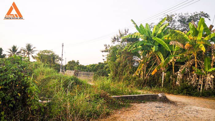 ขายที่ดินสวนลำใย-แม่กุ้งหลวง-ทุ่งต้อม-สันป่าตอง-เชียงใหม่-ใกล้แหล่งชุมชน