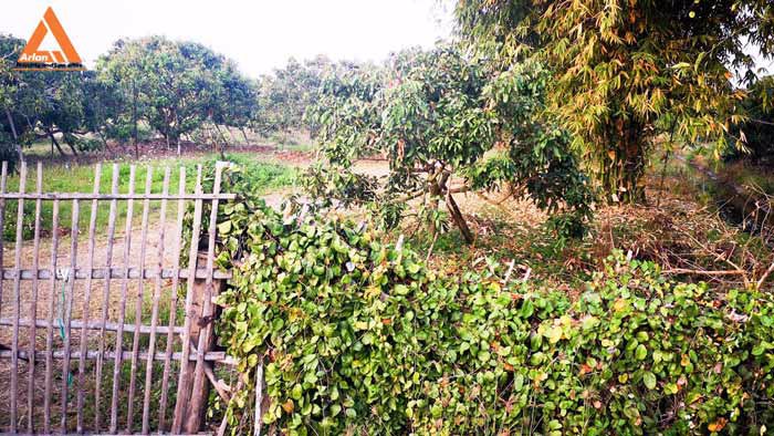 ขายที่ดินสวนลำใย-แม่กุ้งหลวง-ทุ่งต้อม-สันป่าตอง-เชียงใหม่-ใกล้แหล่งชุมชน