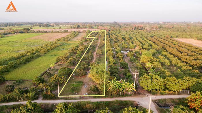 ขายที่ดินสวนลำใย-แม่กุ้งหลวง-ทุ่งต้อม-สันป่าตอง-เชียงใหม่-ใกล้แหล่งชุมชน