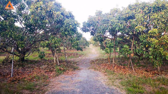 ขายที่ดินสวนลำใย-แม่กุ้งหลวง-ทุ่งต้อม-สันป่าตอง-เชียงใหม่-ใกล้แหล่งชุมชน
