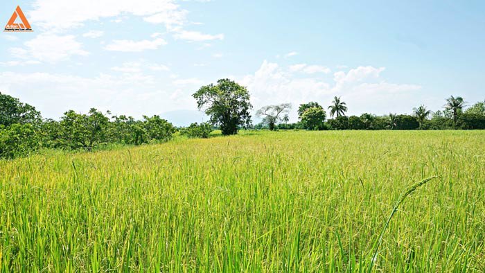 ขายที่นา-ตำบลป่าบง-อำเภอสารภี-สันกำแพงสายใหม่