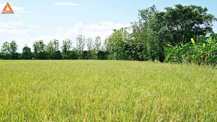 ขายที่นา-ตำบลป่าบง-อำเภอสารภี-สันกำแพงสายใหม่