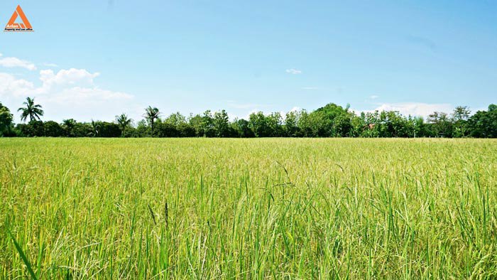 ขายที่นา-ตำบลป่าบง-อำเภอสารภี-สันกำแพงสายใหม่