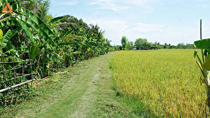 ขายที่นา-ตำบลป่าบง-อำเภอสารภี-สันกำแพงสายใหม่