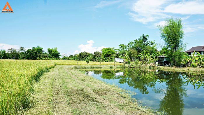 ขายที่นา-ตำบลป่าบง-อำเภอสารภี-สันกำแพงสายใหม่