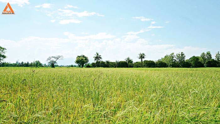 ขายที่นา-ตำบลป่าบง-อำเภอสารภี-สันกำแพงสายใหม่