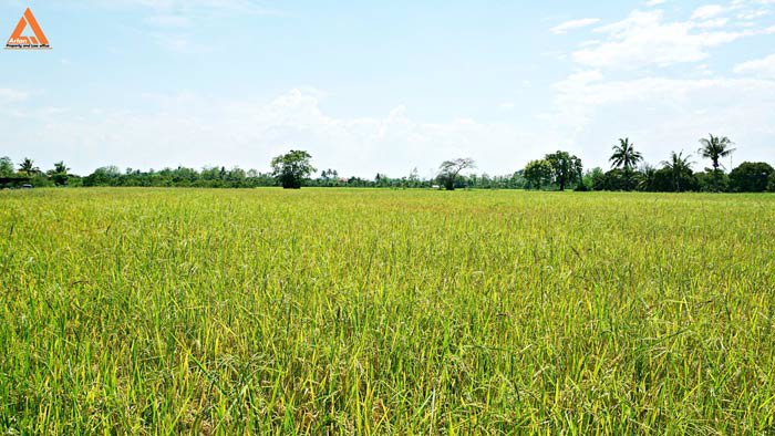 ขายที่นา-ตำบลป่าบง-อำเภอสารภี-สันกำแพงสายใหม่