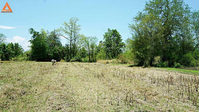 ขายที่ดินสันกำแพงสายเก่า-ผังเมืองสีเหลือง-ตำบลสันกำแพง-อำเภอสันกำแพง-เชียงใหม่