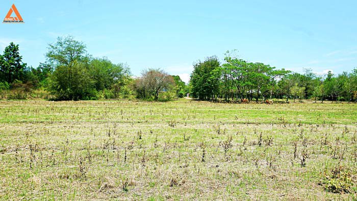 ขายที่ดินสันกำแพงสายเก่า-ผังเมืองสีเหลือง-ตำบลสันกำแพง-อำเภอสันกำแพง-เชียงใหม่