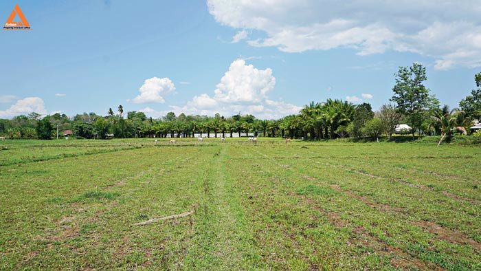 ขายที่ดินเนินเขา-วิวดอย-ทิวทัศน์ทุ่งนา-ตำบลสะลวง-อำเภอแม่ริม-เชียงใหม่