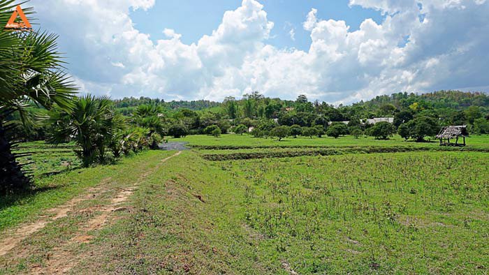 ขายที่ดินเนินเขา-วิวดอย-ทิวทัศน์ทุ่งนา-ตำบลสะลวง-อำเภอแม่ริม-เชียงใหม่