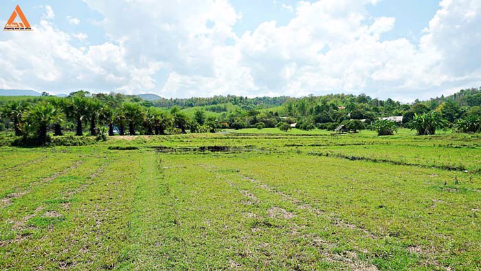 ขายที่ดินเนินเขา-วิวดอย-ทิวทัศน์ทุ่งนา-ตำบลสะลวง-อำเภอแม่ริม-เชียงใหม่