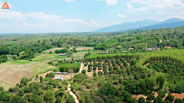 ขายที่ดินเนินเขา-วิวดอย-ทิวทัศน์ทุ่งนา-ตำบลสะลวง-อำเภอแม่ริม-เชียงใหม่