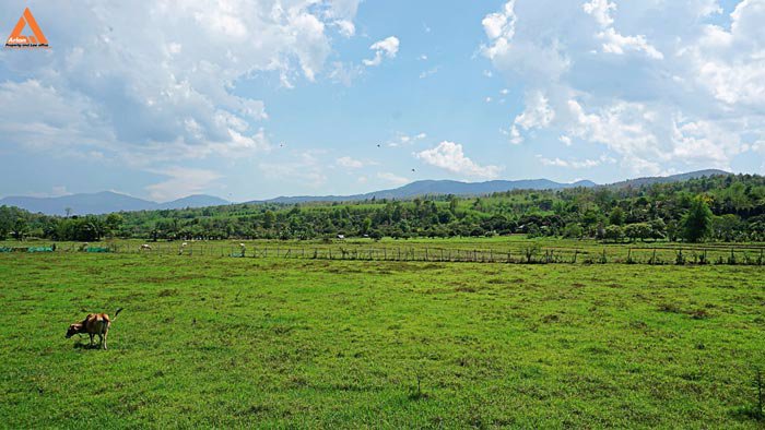 ขายที่ดินเนินเขา-วิวดอย-ทิวทัศน์ทุ่งนา-ตำบลสะลวง-อำเภอแม่ริม-เชียงใหม่