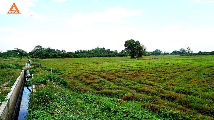 ขายที่นา-ตำบลหนองแก๋ว-อำเภอหางดง-เชียงใหม่-ใกล้ชุมชน-น้ำชลประทานสมบูรณ์