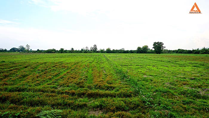 ขายที่นา-ตำบลหนองแก๋ว-อำเภอหางดง-เชียงใหม่-ใกล้ชุมชน-น้ำชลประทานสมบูรณ์