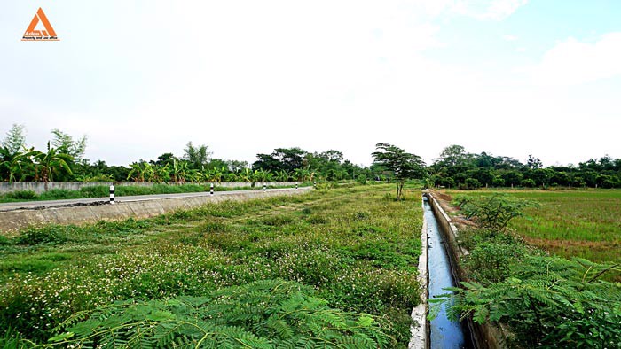 ขายที่นา-ตำบลหนองแก๋ว-อำเภอหางดง-เชียงใหม่-ใกล้ชุมชน-น้ำชลประทานสมบูรณ์
