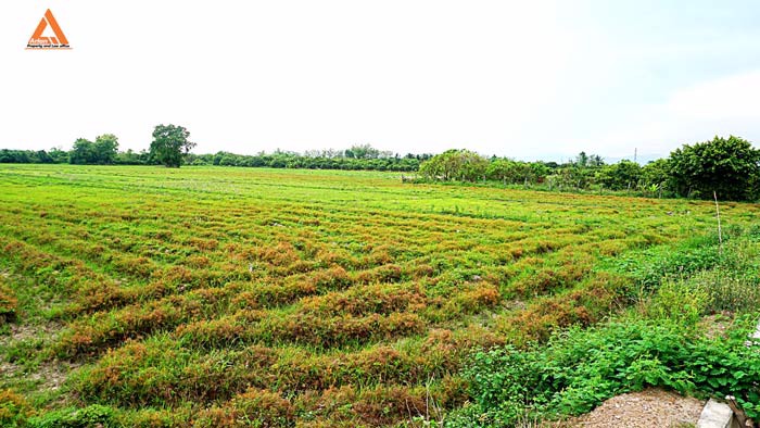 ขายที่นา-ตำบลหนองแก๋ว-อำเภอหางดง-เชียงใหม่-ใกล้ชุมชน-น้ำชลประทานสมบูรณ์
