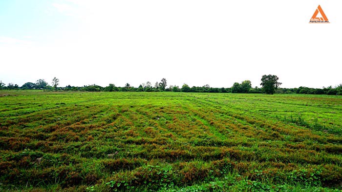 ขายที่นา-ตำบลหนองแก๋ว-อำเภอหางดง-เชียงใหม่-ใกล้ชุมชน-น้ำชลประทานสมบูรณ์