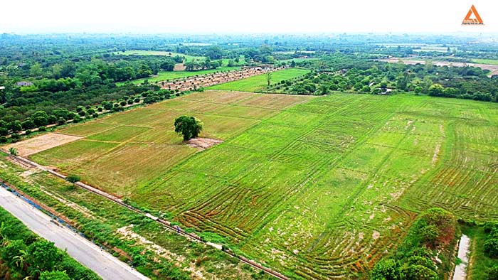 ขายที่นา-ตำบลหนองแก๋ว-อำเภอหางดง-เชียงใหม่-ใกล้ชุมชน-น้ำชลประทานสมบูรณ์