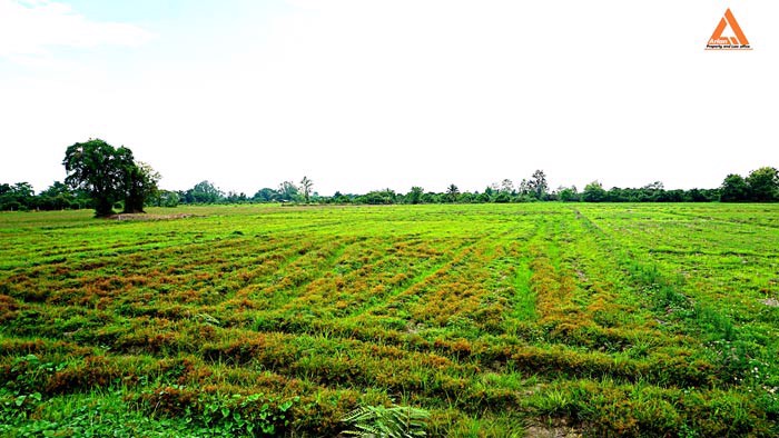 ขายที่นา-ตำบลหนองแก๋ว-อำเภอหางดง-เชียงใหม่-ใกล้ชุมชน-น้ำชลประทานสมบูรณ์