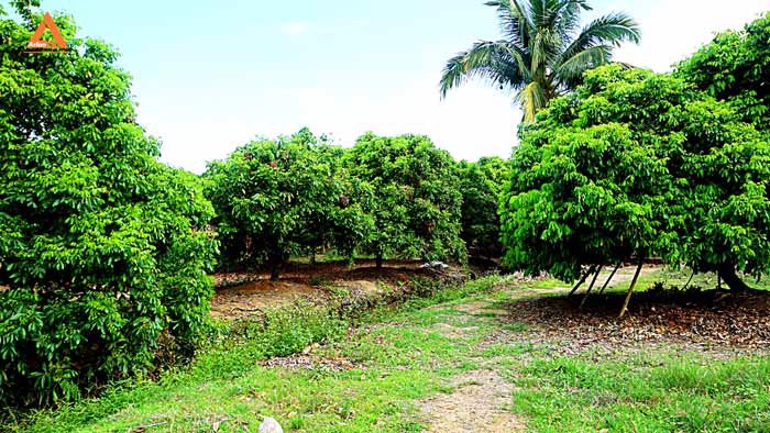 ขายที่ดิน-สวนลำใย-ขุนคง-ตำบลหนองแก๋ว-อำเภอหางดง-เชียงใหม่