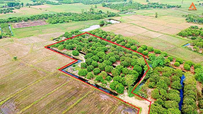 ขายที่ดิน-สวนลำใย-ขุนคง-ตำบลหนองแก๋ว-อำเภอหางดง-เชียงใหม่